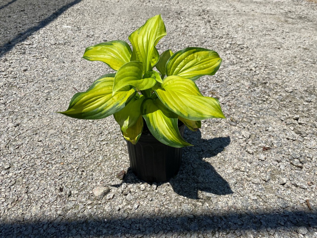 Perennial, Plantain Lily