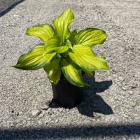 Stained Glass Hosta