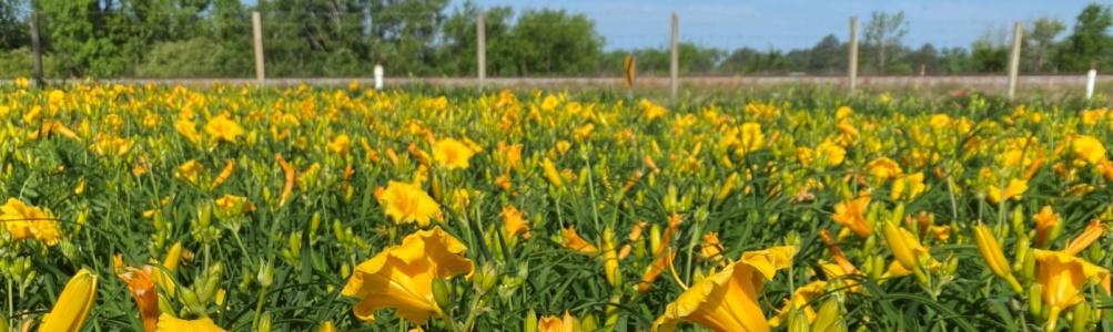 Perennial, Daylily