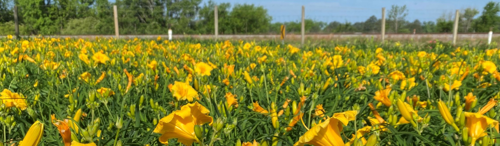 Stella d'oro Daylily