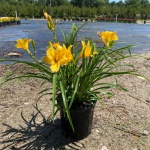 Perennial, Daylily