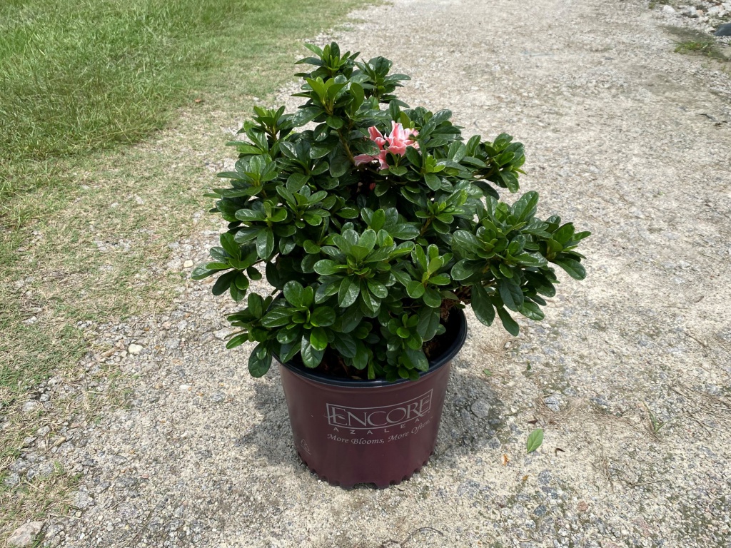 Encore, Ornamental, Shrub, Rhododendron