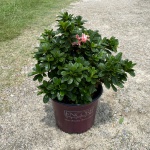 Encore, Ornamental, Shrub, Rhododendron