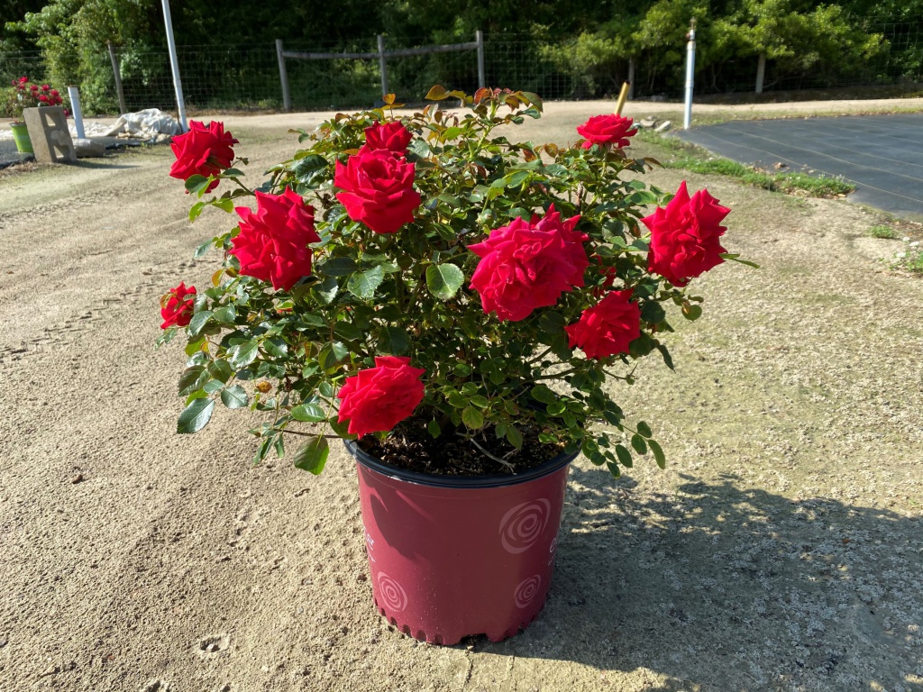 Ornamental, Shrub, Easy Elegance, Rose