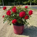 Ornamental, Shrub, Easy Elegance, Rose