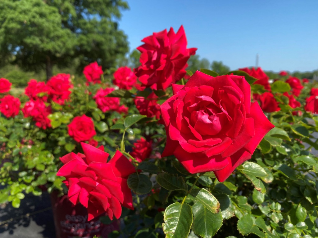 Ornamental, Shrub, Easy Elegance, Rose