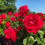 Ornamental, Shrub, Easy Elegance, Rose