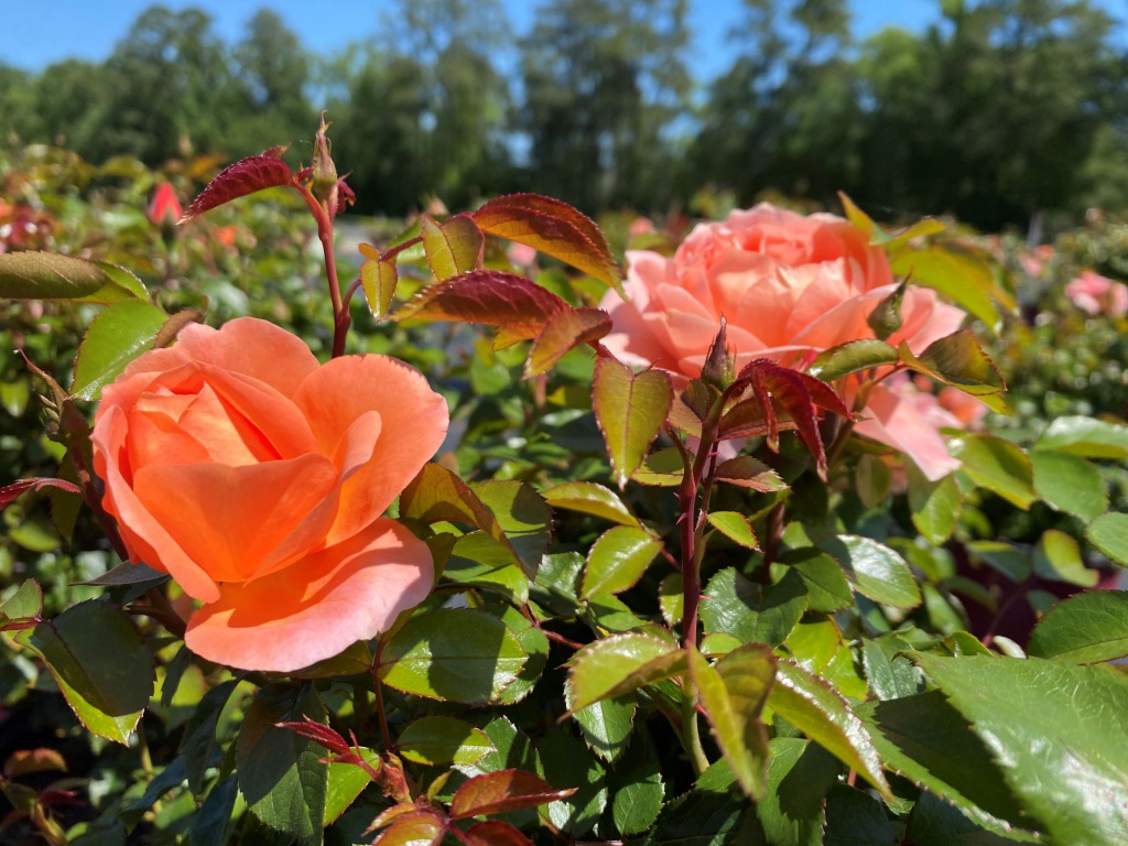 Ornamental, Shrub, Easy Elegance, Rose