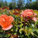 Ornamental, Shrub, Easy Elegance, Rose