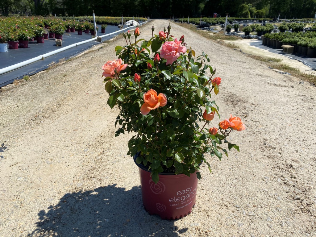 Ornamental, Shrub, Easy Elegance, Rose