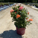 Ornamental, Shrub, Easy Elegance, Rose