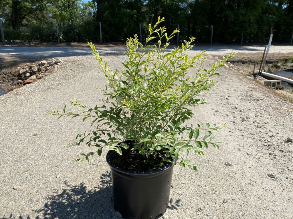 Ornamental, Shrub, Privet