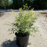 Ornamental, Shrub, Privet