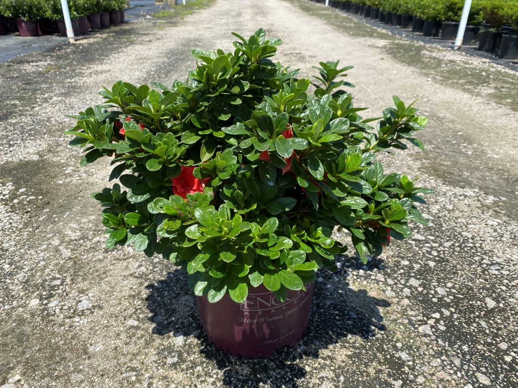 Encore, Ornamental, Shrub, Rhododendron