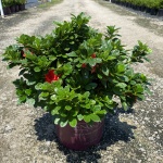 Encore, Ornamental, Shrub, Rhododendron