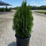 Ornamental, Shrub, Tree, Arborvitae