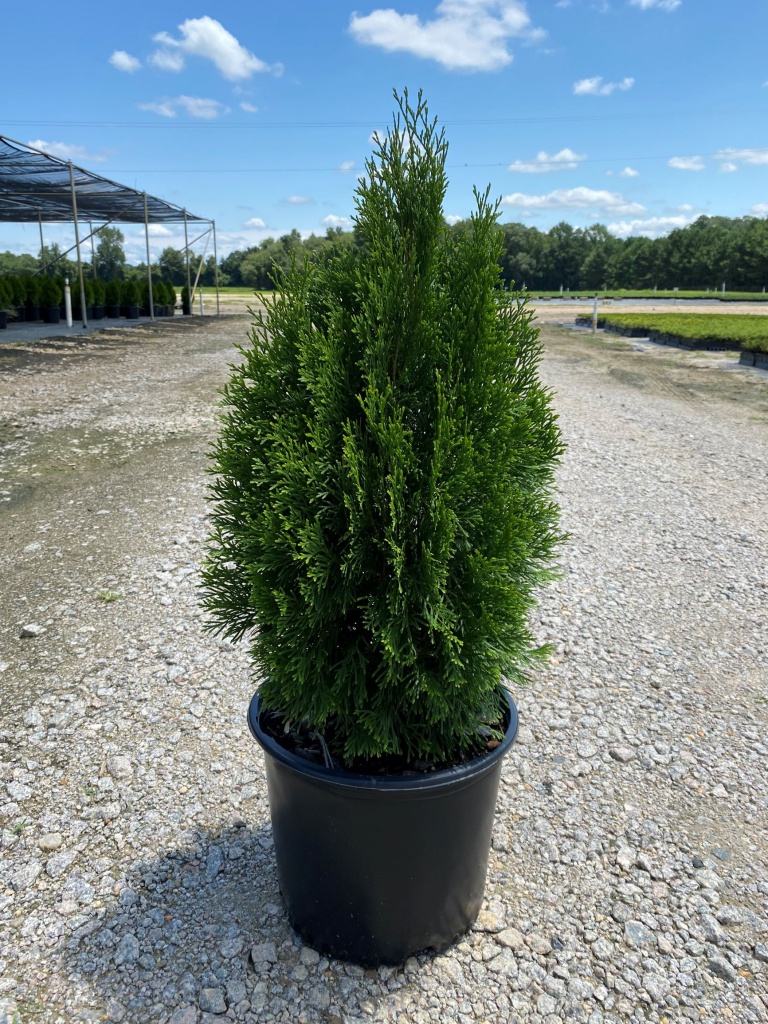 Ornamental, Shrub, Tree, Arborvitae