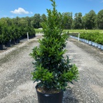 Ornamental, Shrub, Tree, Southern Living, Holly