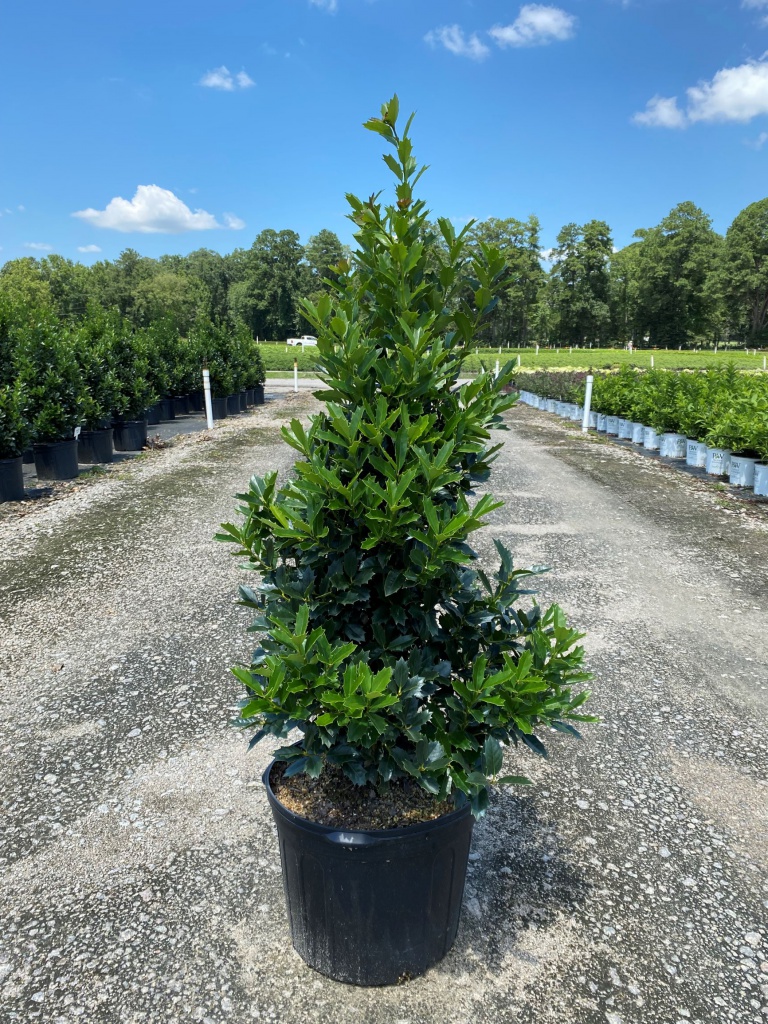 Ornamental, Shrub, Tree, Southern Living, Holly