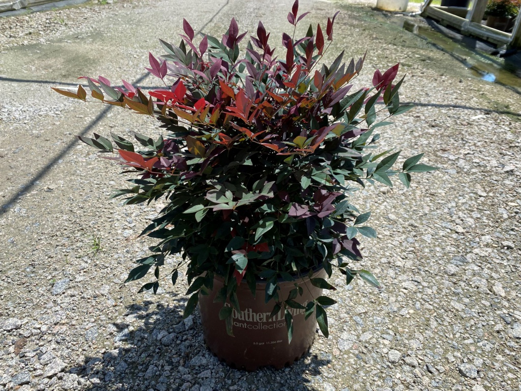 Ornamental, Shrub, Southern Living