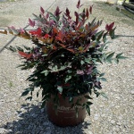 Ornamental, Shrub, Southern Living