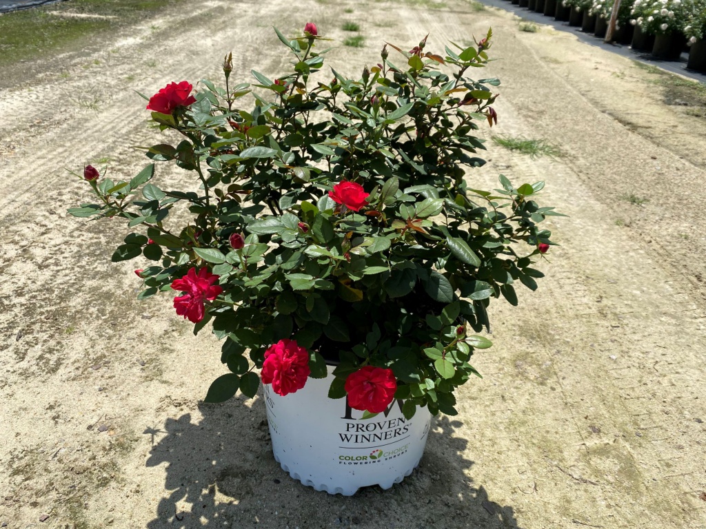 Ornamental, Shrub, Proven Winners, PW, Rose