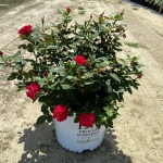 Ornamental, Shrub, Proven Winners, PW, Rose