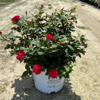Oso Easy Double Red Rose