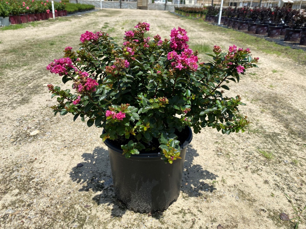 Crapemyrtle, Crape Myrtle, Shrub