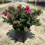 Crapemyrtle, Crape Myrtle, Shrub