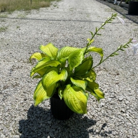 Stained Glass Hosta