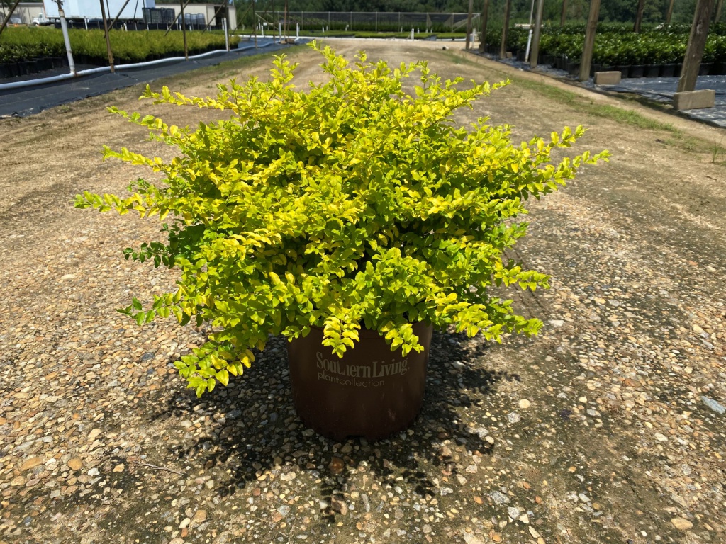 Ornamental, Shrub, Privet, Southern Living