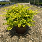 Ornamental, Shrub, Privet, Southern Living