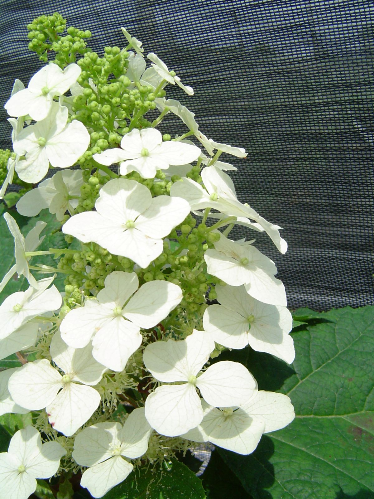 Ornamental, Shrub, Oakleaf