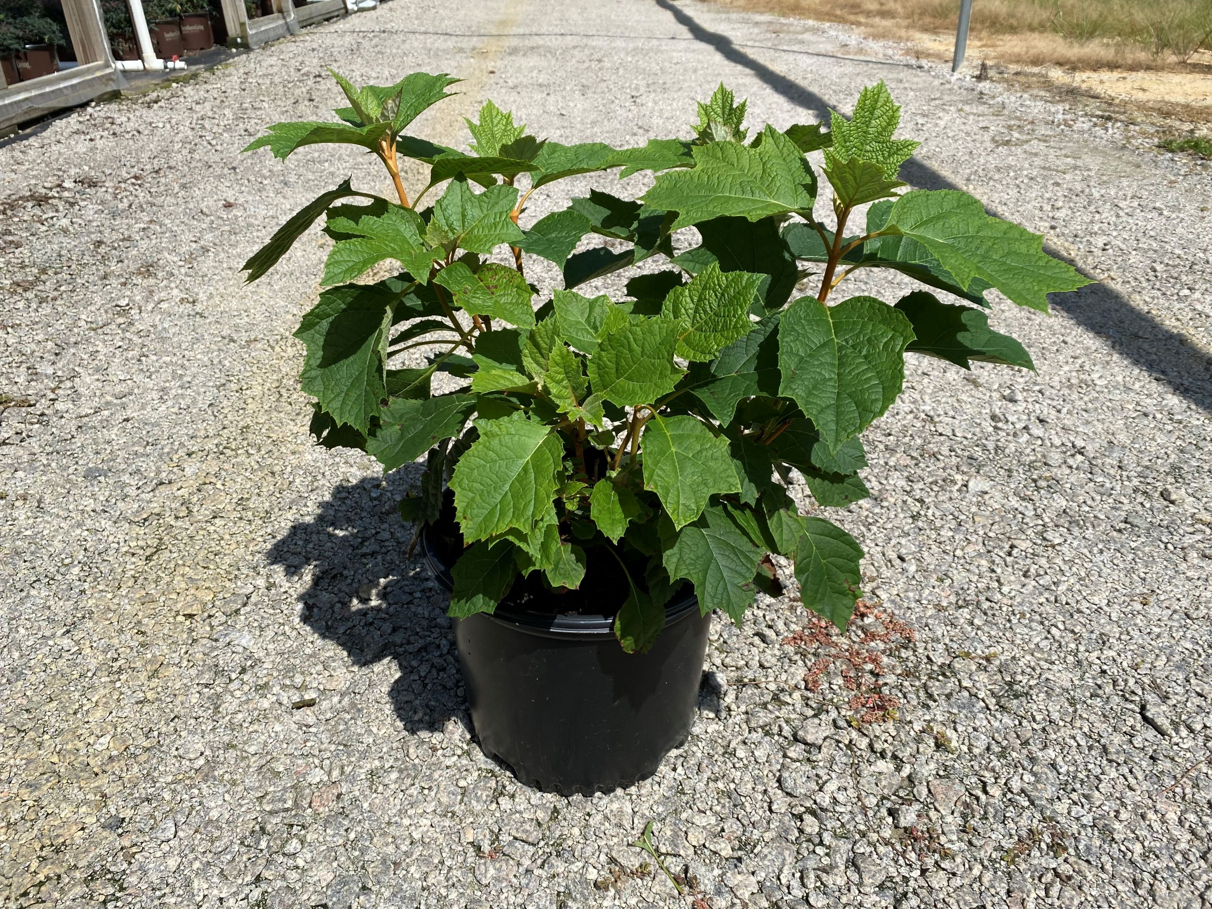 Ornamental, Shrub, Oakleaf