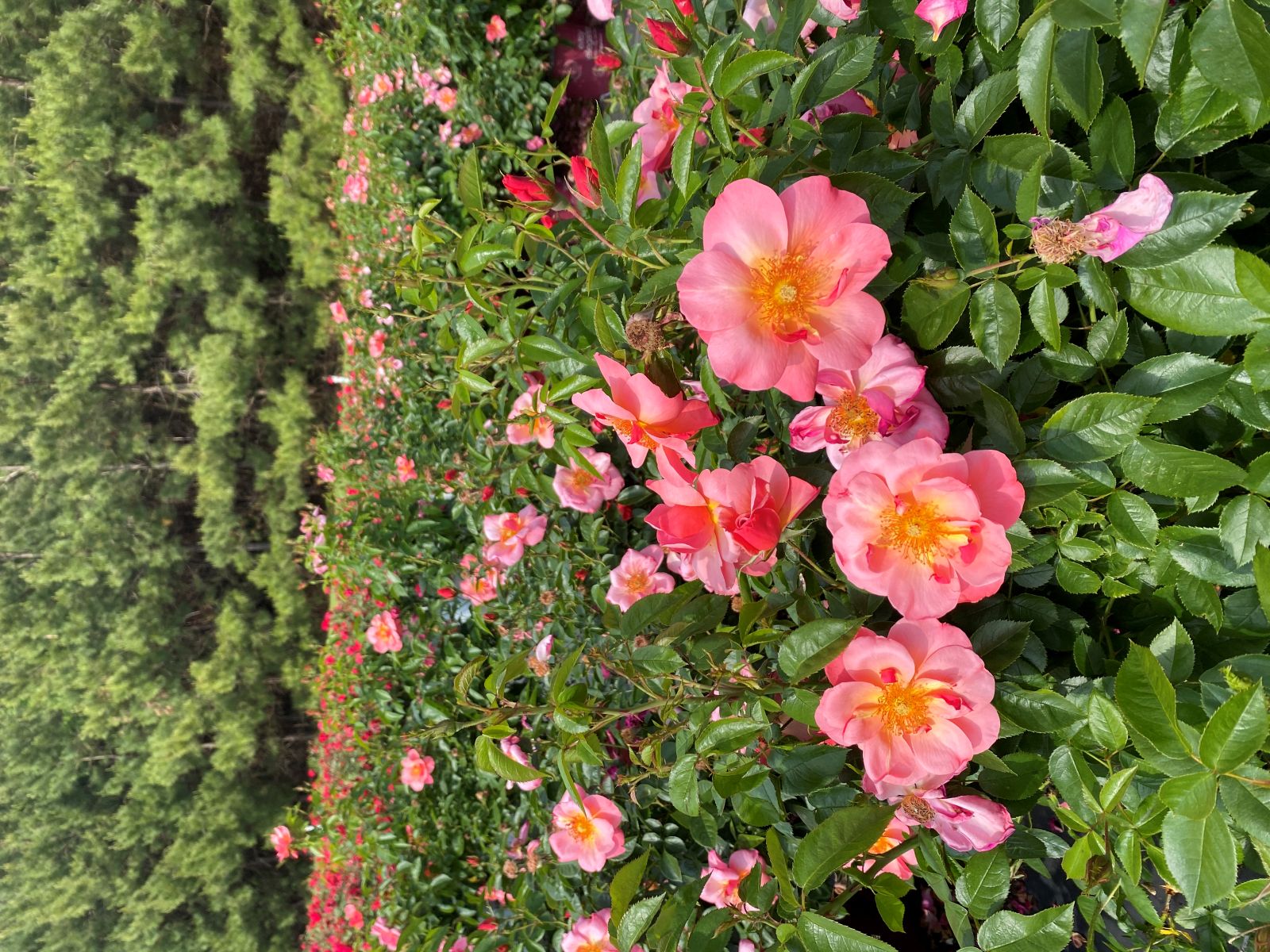 Ornamental, Shrub, Easy Elegance, Rose