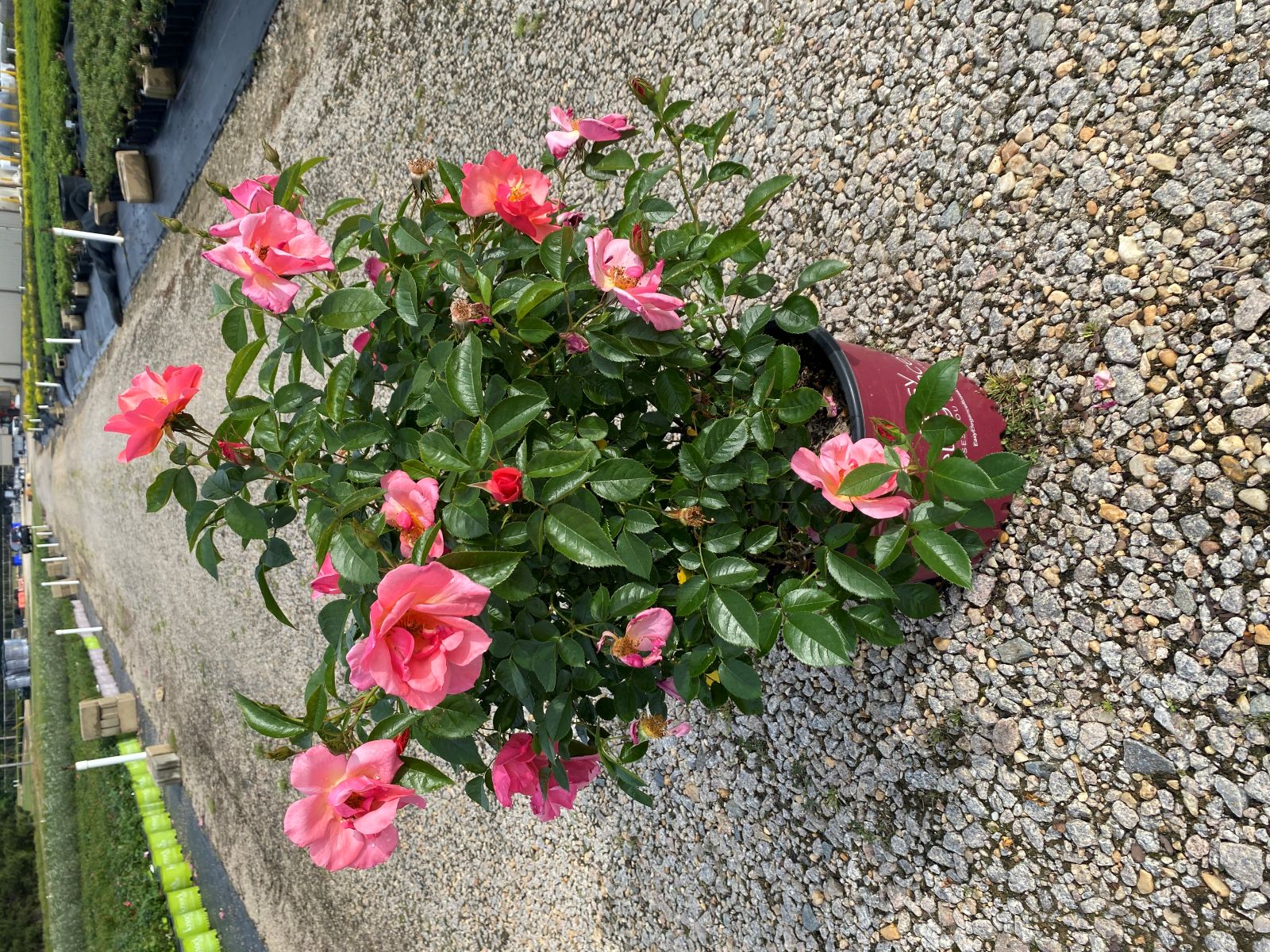 Ornamental, Shrub, Easy Elegance, Rose