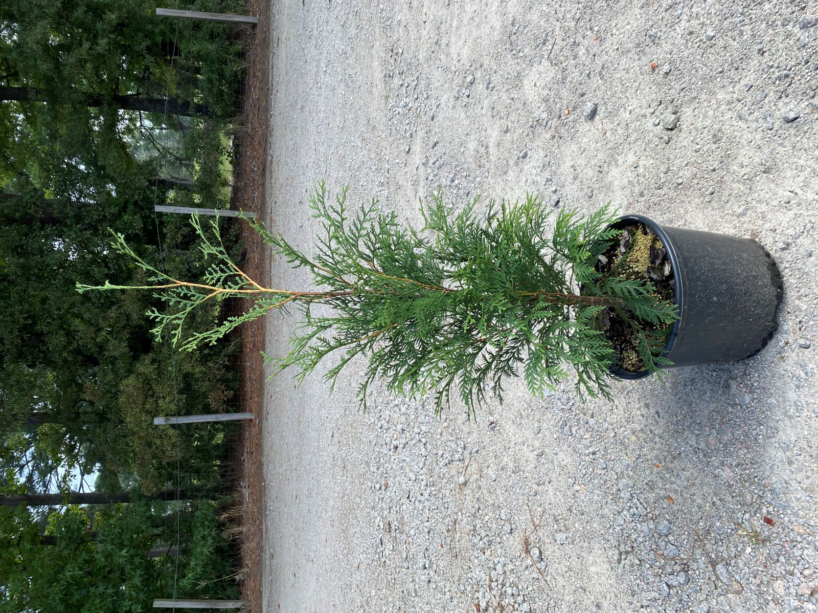 Ornamental, Shrub, Tree, Arborvitae