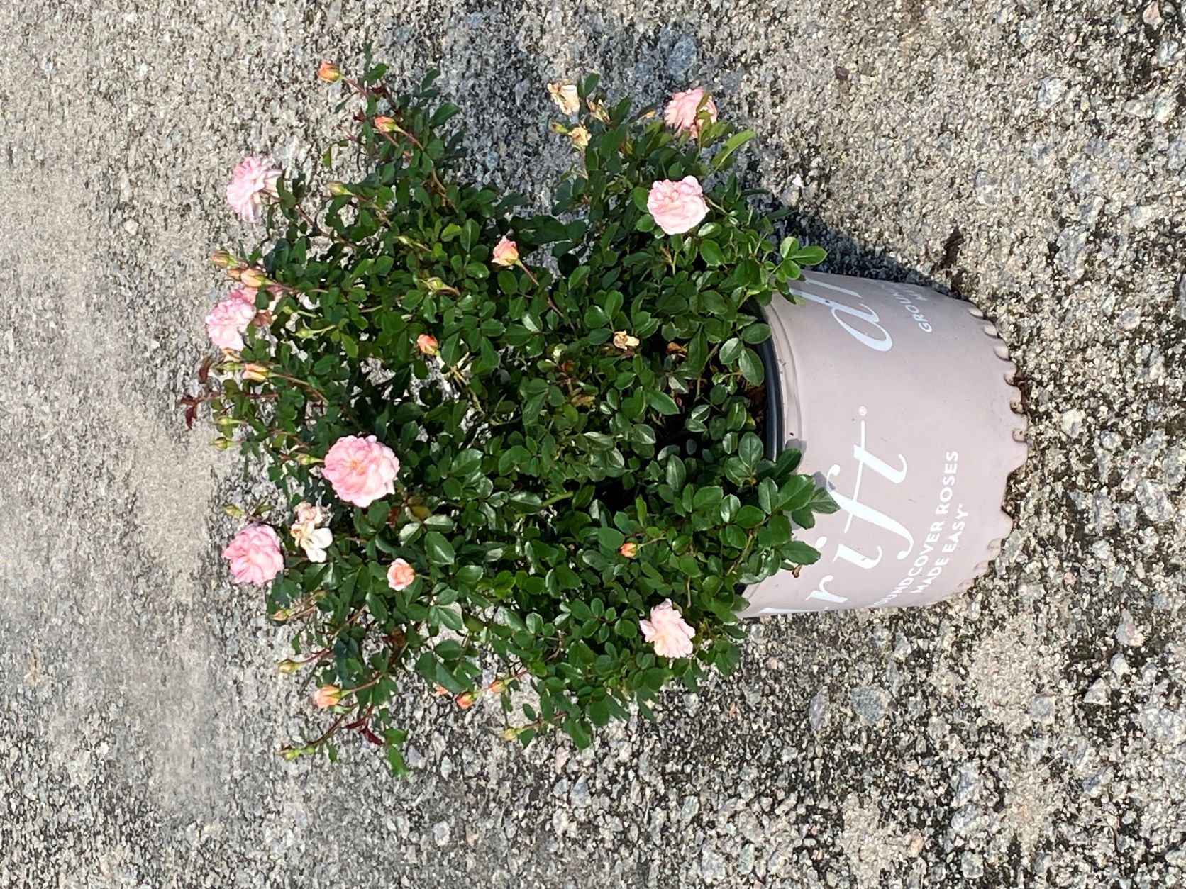 Ornamental, Shrub, Drift, Rose