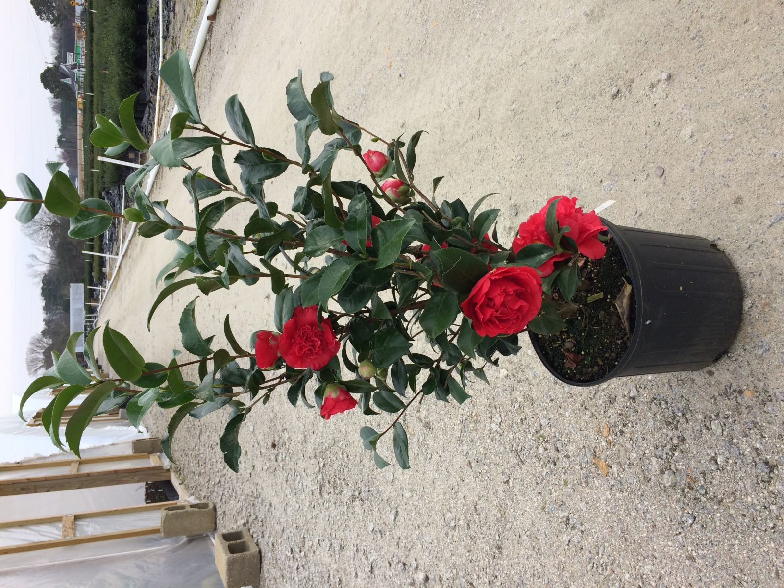 Shrub