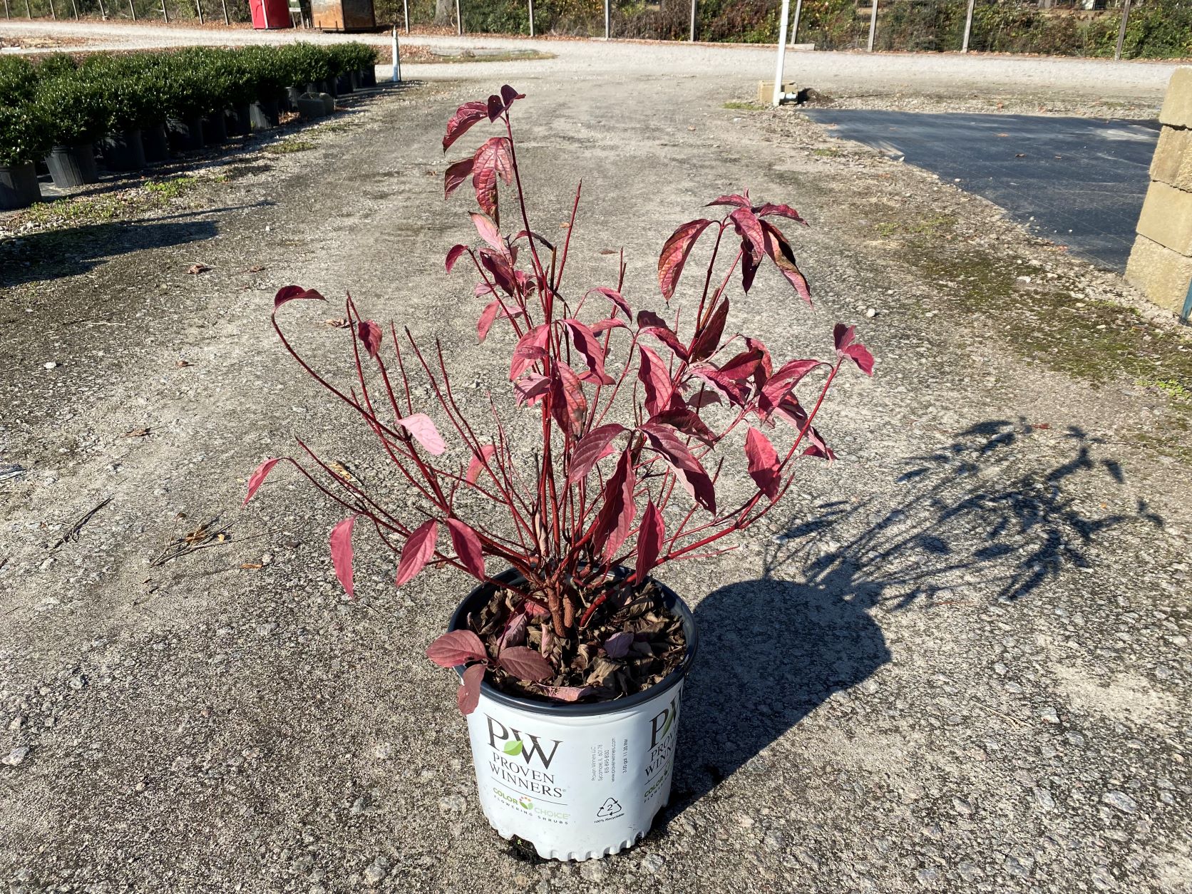 Ornamental, Shrub, Proven Winners, PW, Dogwood