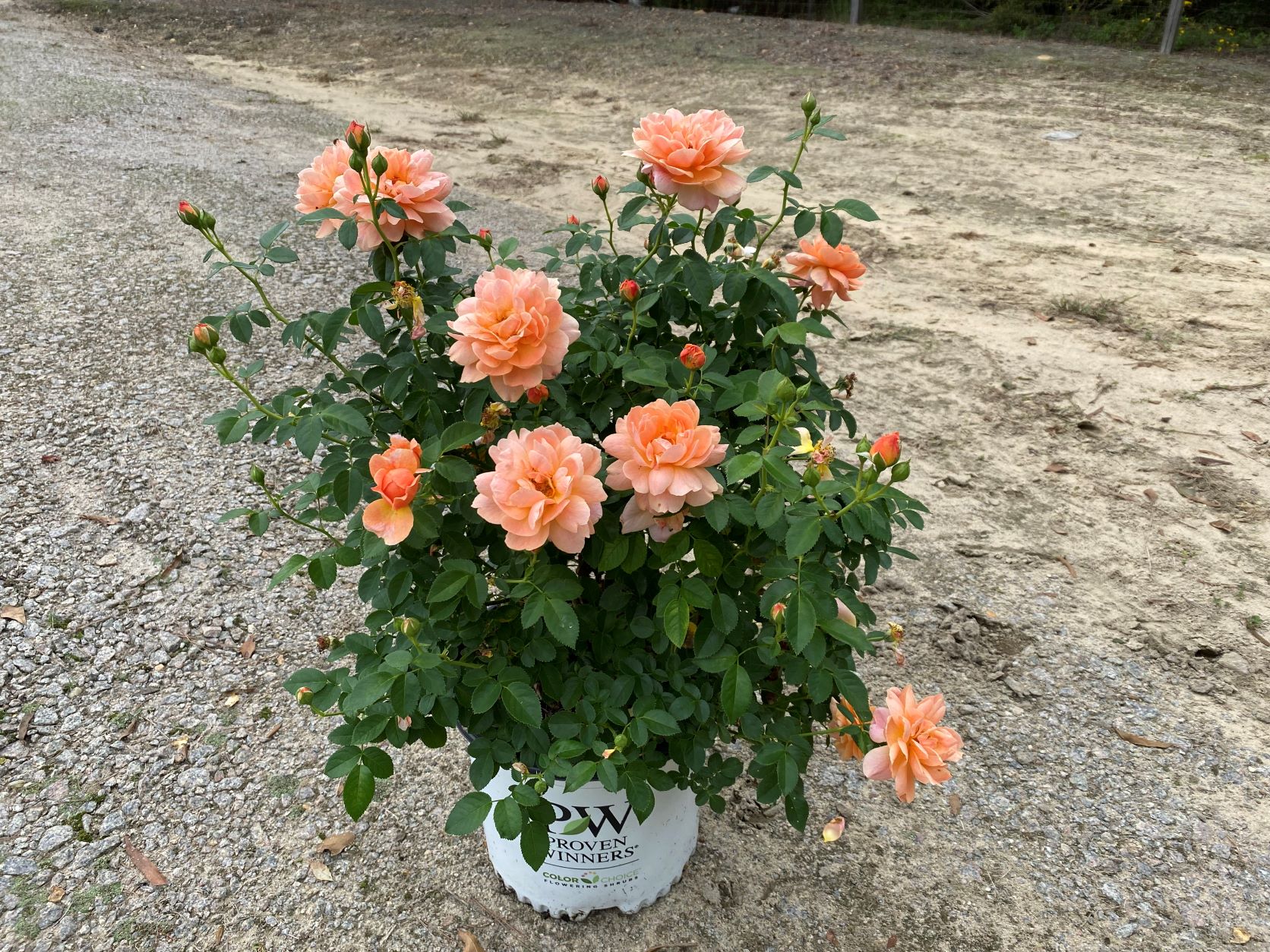 Ornamental, Shrub, Proven Winners, PW, Rose