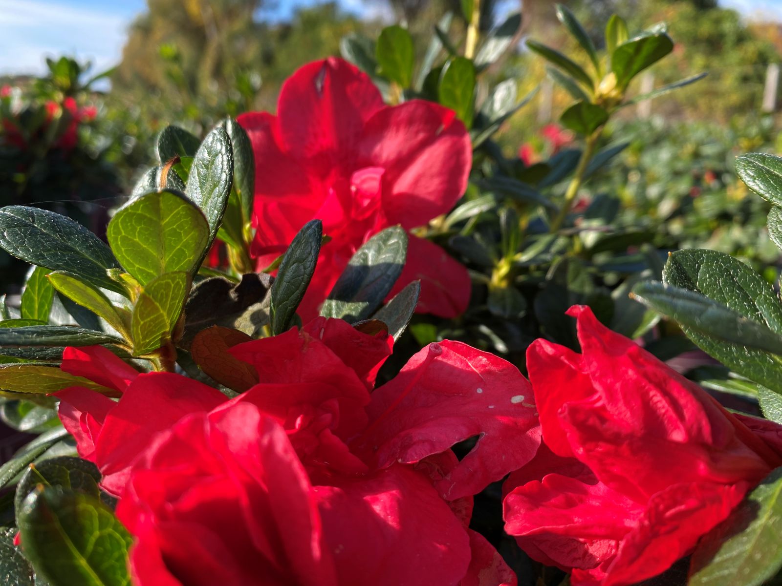 Encore, Ornamental, Shrub, Rhododendron