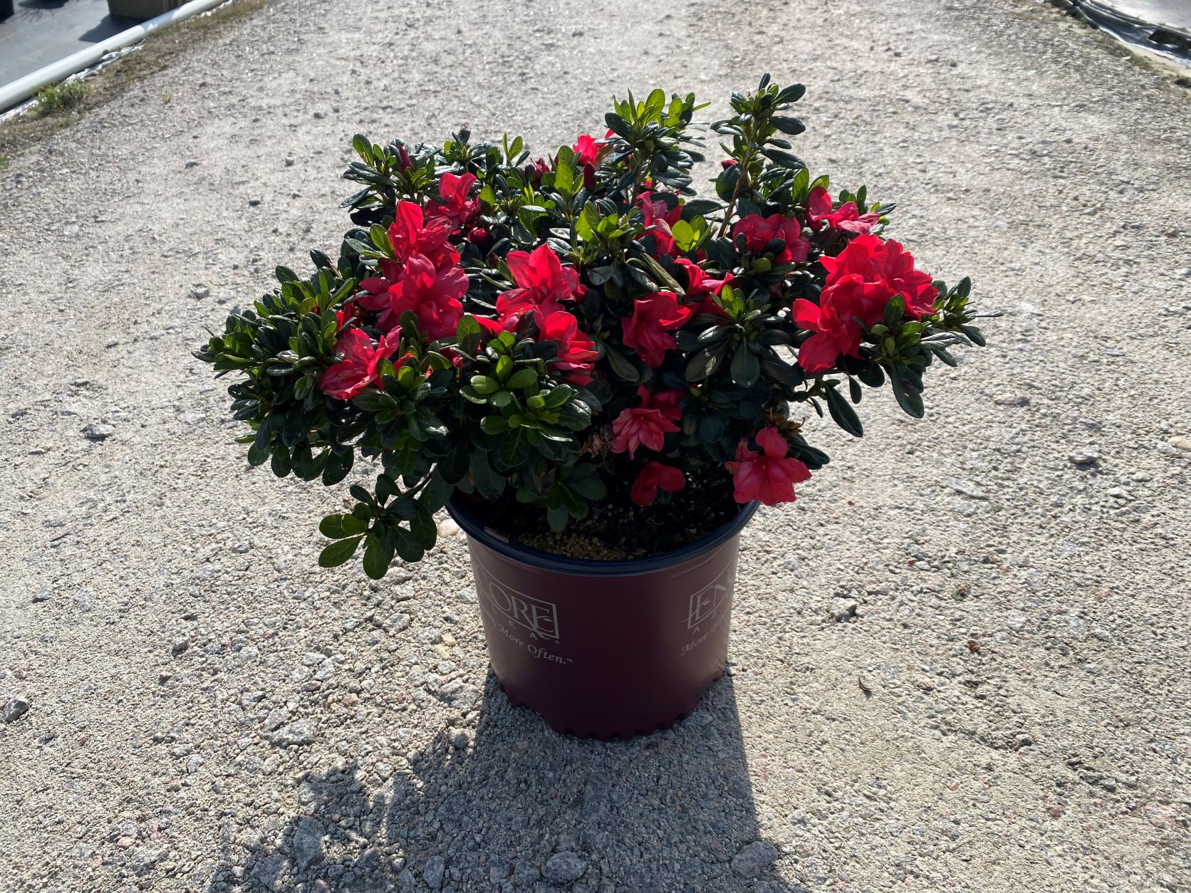 Encore, Ornamental, Shrub, Rhododendron