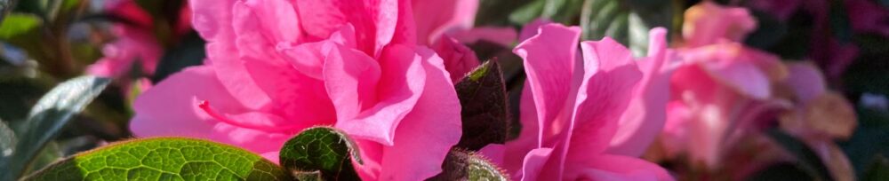 Encore, Ornamental, Shrub, Rhododendron
