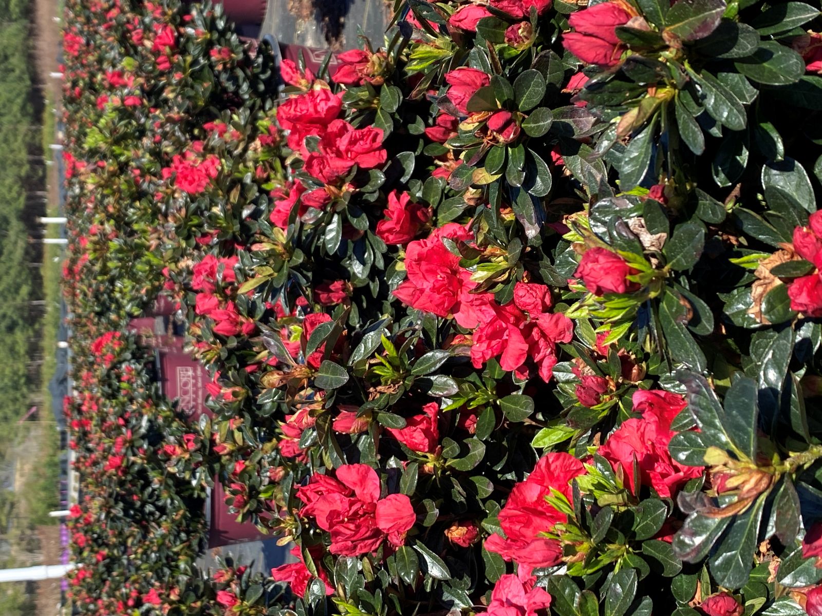 Encore, Ornamental, Shrub, Rhododendron