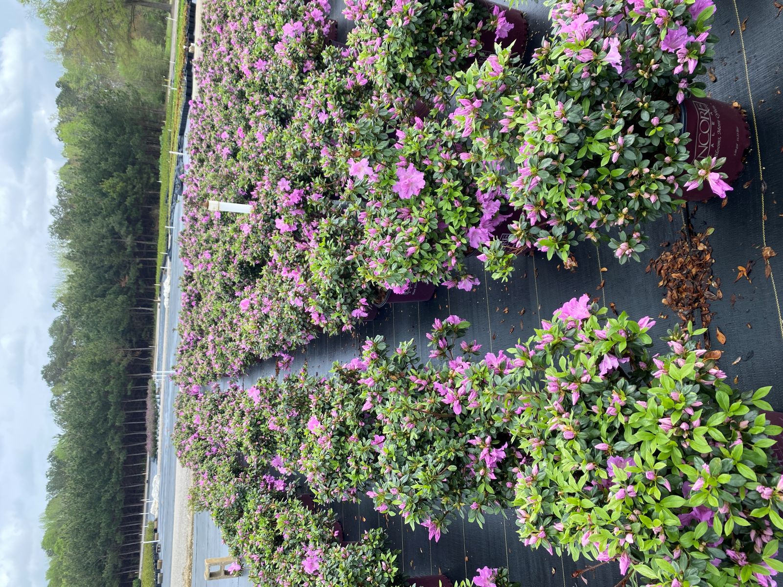 Encore, Ornamental, Shrub, Rhododendron