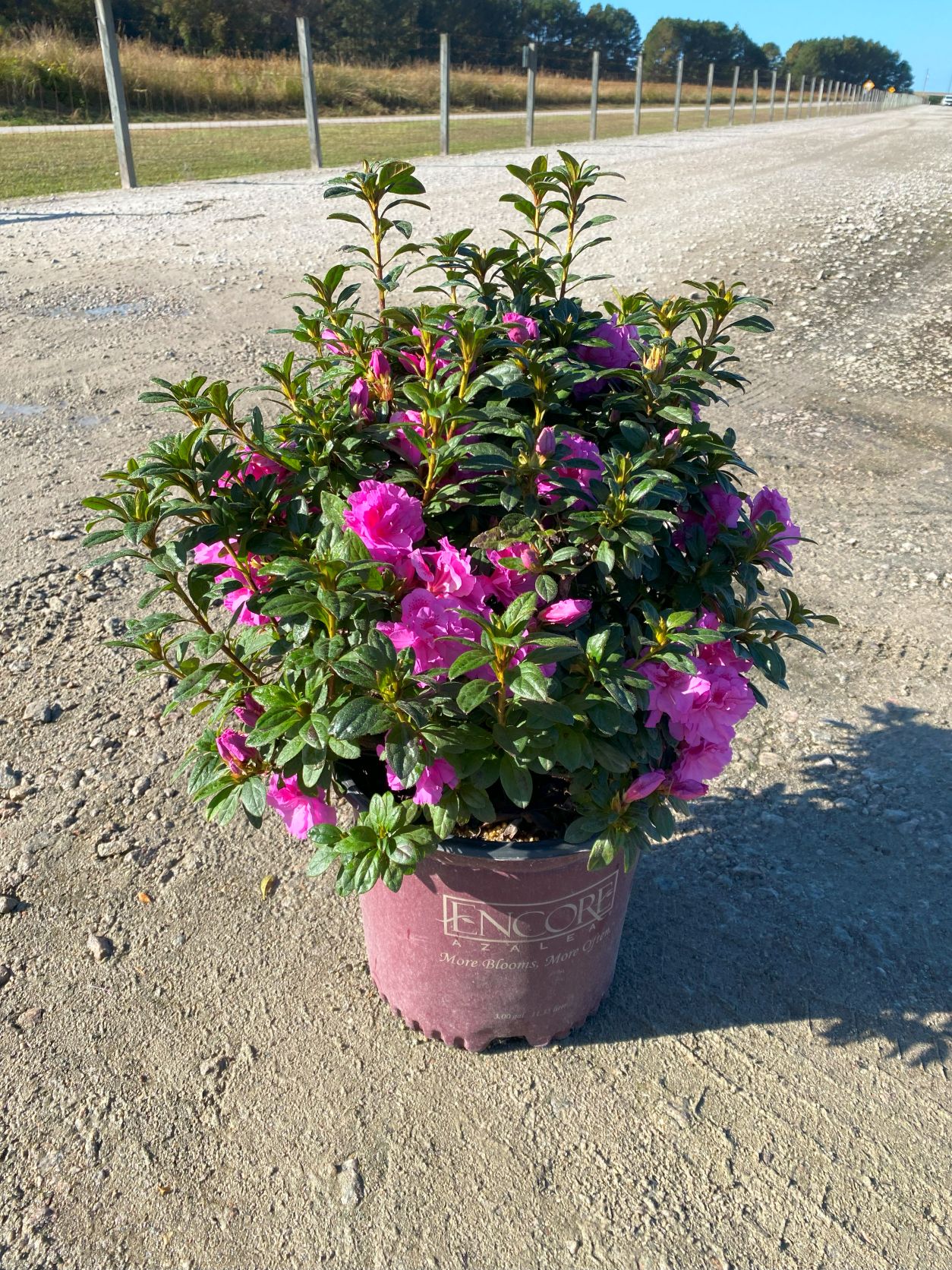 Encore, Ornamental, Shrub, Rhododendron