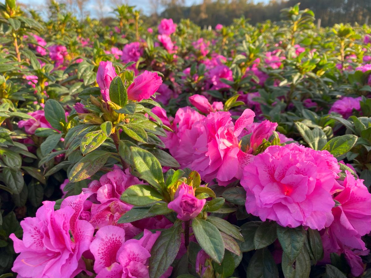 Encore, Ornamental, Shrub, Rhododendron