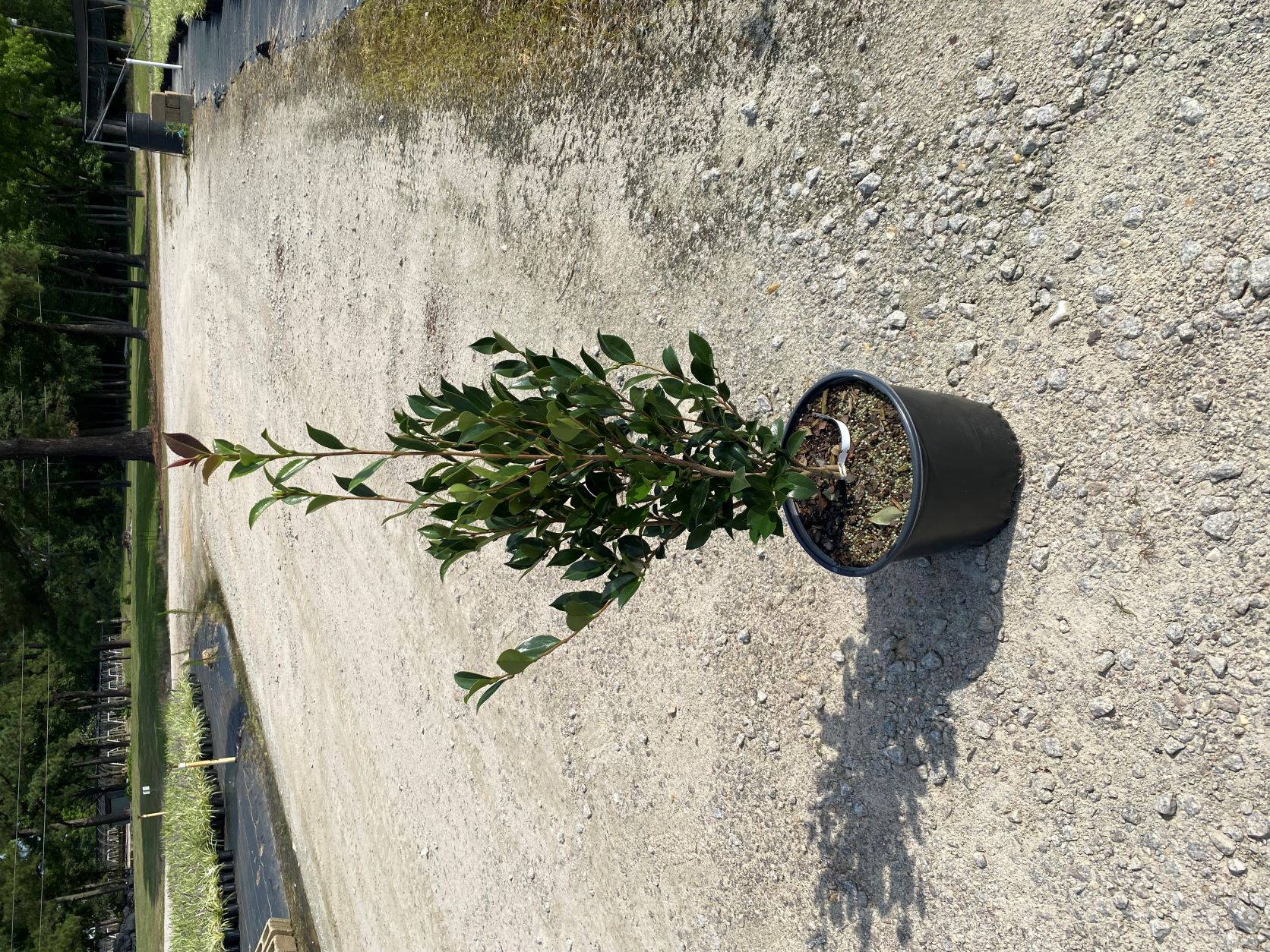 Shrub